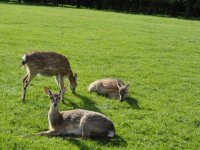 Паломническо-туристическая поездка по маршруту Лавришево-Каробчицы-Гродно
