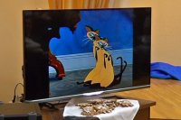 Семейный праздник «С миру по кошке» Семейный праздник «С миру по кошке»