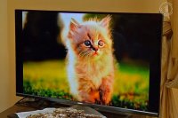 Семейный праздник «С миру по кошке» Семейный праздник «С миру по кошке»