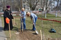 Священнослужитель принял участие в посадке аллеи дружбы на территории школы Священнослужитель принял участие в посадке аллеи дружбы на территории школы