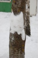 Рождественская ёлка в зимнем лесу