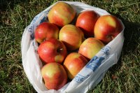 Преображение Господне в яблоневом саду